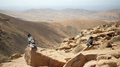 Ravens on a ledge in an arid desert Vídeo Stock 211386677