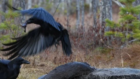 Ravens pecks the corpse of an moose. Video stock 120761704