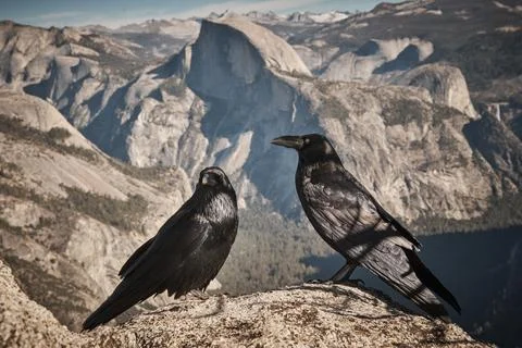 Ravens Perched in front of Yosemite's Iconic Half Dome Stock Photos