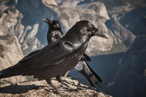 Ravens Perched in front of Yosemite's Iconic Half Dome Stock Photos
