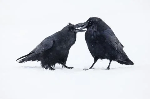 Ravens Stock Photos