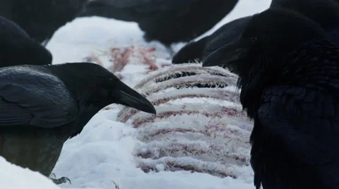 Ravens pick meat of rib cage Stock Footage 52877385
