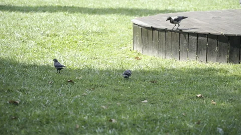 Ravens playing in the park Stock Footage 166239325