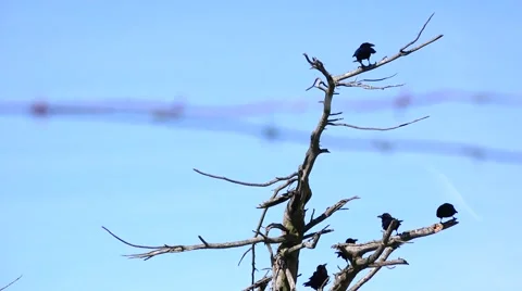 Ravens, roosting in dead tree Video stock 47337268