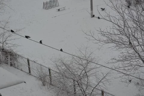 Ravens sit on objects on a winter day Stock Photos