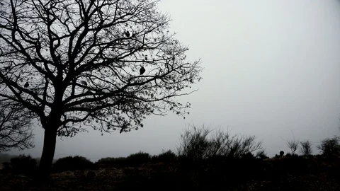 Ravens sitting on the tree Stock Footage 101306653