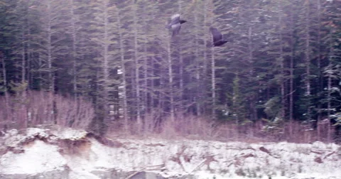 Ravens Slowmo Flying Forest Flicker and Haze Film Look 4K Stock Footage 47985088