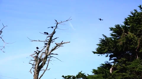 Ravens, smooth sailing in the sky Stock Footage 47337256
