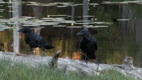 Ravens on snag tree 2 Stock Footage 346125760