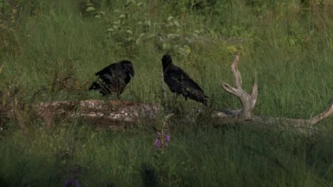 Ravens on snag tree Stock Footage 346125741