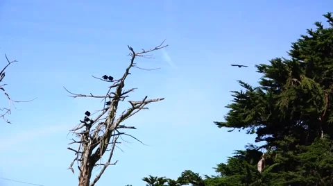 Ravens, soaring on the wind Video stock 47337322