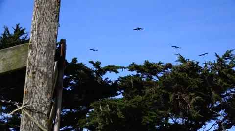 Ravens, stiff wind flying Video stock 47337377