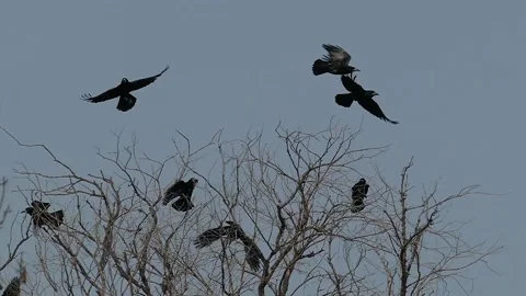Ravens take off from a tree in slow motion. Stock Footage 144150988