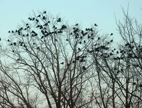Ravens on tree 2k 스톡 동영상 10768671