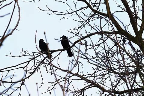 Ravens on a tree branch in winter. Stock Photos