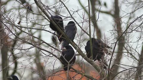 Ravens on tree Stock Footage 8995584