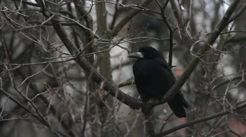 Ravens on tree Stock Footage 8995589