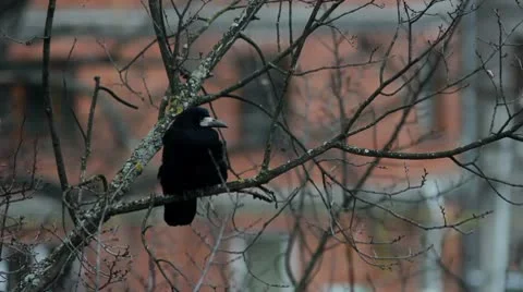 Ravens on tree Stock Footage 8995591