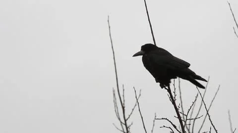 Ravens on tree Stock Footage 8995593