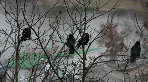 Ravens on tree Stock Footage 8995595