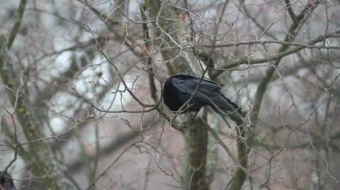 Ravens on tree Stock Footage 8995607