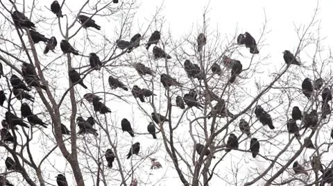Ravens on tree Stock Footage 8995614