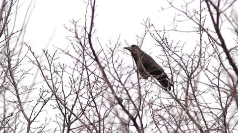 Ravens on tree Stock Footage 8995637