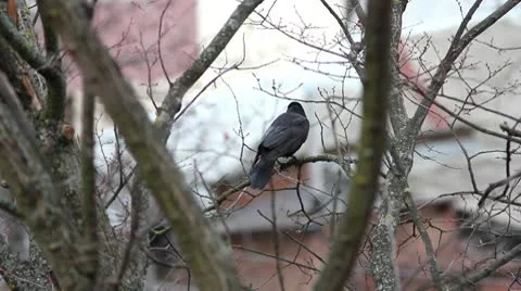 Ravens on tree Stock Footage 8995639