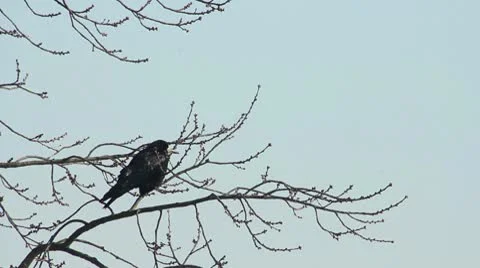 Ravens on tree Stock Footage 10746943