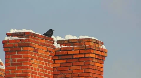 Ravens on tree Stock Footage 10747045