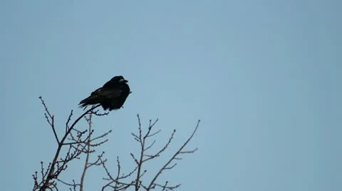 Ravens on tree Stock Footage 10747426