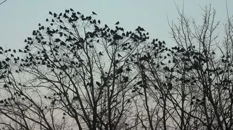 Ravens on tree Stock Footage 10747515