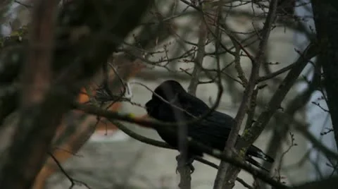 Ravens on tree Stock Footage 10795231