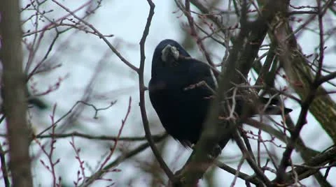 Ravens on tree Stock Footage 10795232