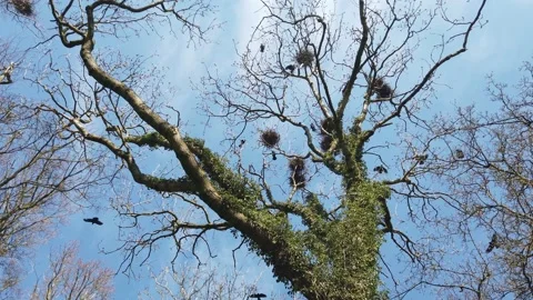 Ravens in a tree in Nordic Forest Stock Footage 153495532
