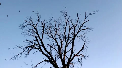Ravens on a tree without leaves against a clear blue sky 動画素材 131944520