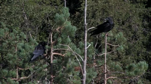 Ravens in trees Stock Footage 346126147