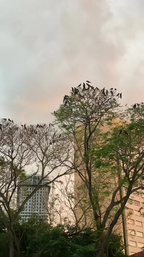 Ravens on trees in George Town Vídeos de archivo 343557573