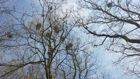 Ravens in the trees in Nordic Forest Stock Footage 153495642