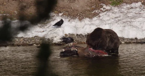 Ravens wait their turn at dead bison as grizzly bear feeds Video stock 63517656