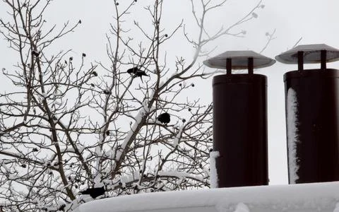 Ravens in a walnut tree in winter. Stock Photos