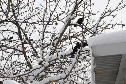 Ravens in a walnut tree in winter. Stock Photos