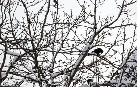 Ravens in a walnut tree in winter. Stock Photos