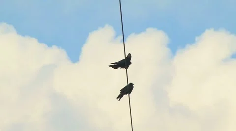 Ravens on a Wire Stockbeeldmateriaal 7737587