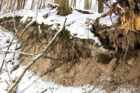 Ravine with elements of tree root system against the background of the ground 스톡 사진