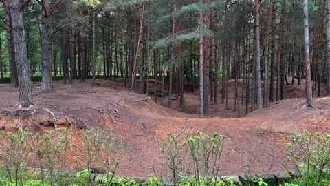 A ravine in a pine forest with exposed tree roots and sandy soil Stock Footage 337434255