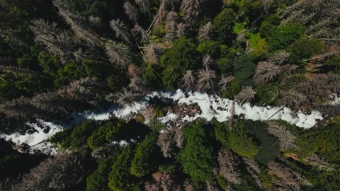 Ravine Water Stream Flowing through Pine Forest. Aerial Top View Stock Footage 157716991