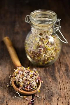 Raw Alfalfa Sprouts Stock Photos