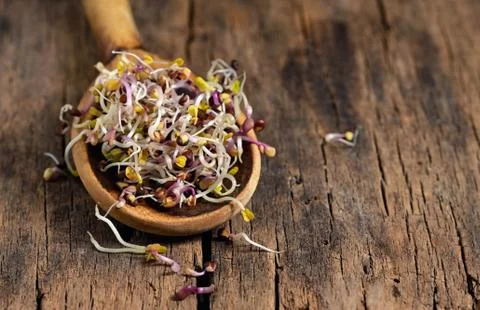 Raw Alfalfa Sprouts Stock Photos