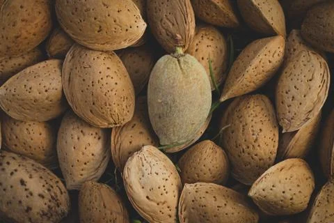Raw almond in its shell Stock Photos